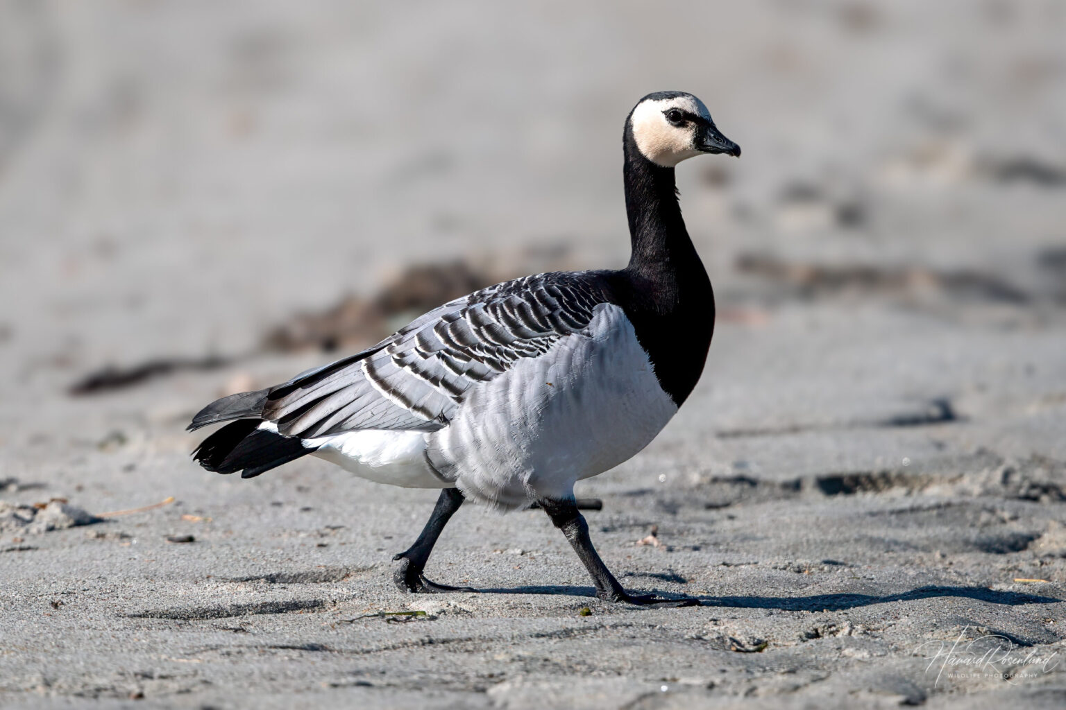 Barnacle Goose (Branta leucopsis) @ Fornebu, Norway. Photo: Håvard Rosenlund