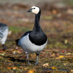 Barnacle Goose (Branta leucopsis) @ Fornebu, Norway. Photo: Håvard Rosenlund
