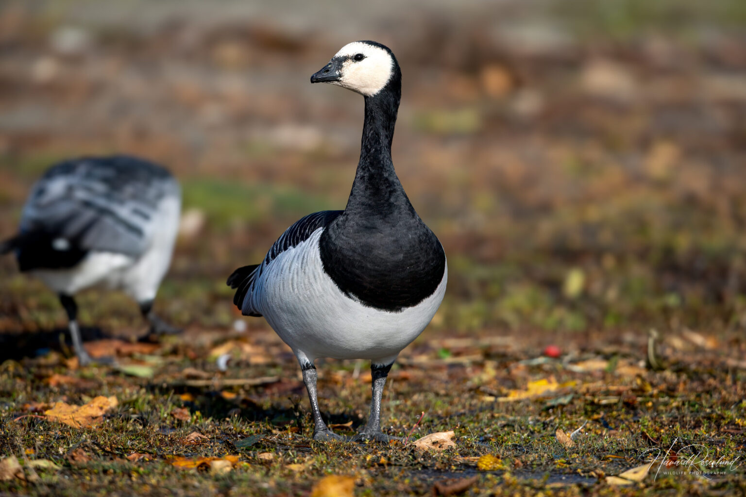 Barnacle Goose (Branta leucopsis) @ Fornebu, Norway. Photo: Håvard Rosenlund