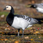 Barnacle Goose (Branta leucopsis) @ Fornebu, Norway. Photo: Håvard Rosenlund