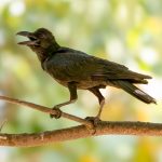 Large-billed Crow (Corvus macrorhynchos) @ Bandhavgarh National Park, India. Photo: Håvard Rosenlund