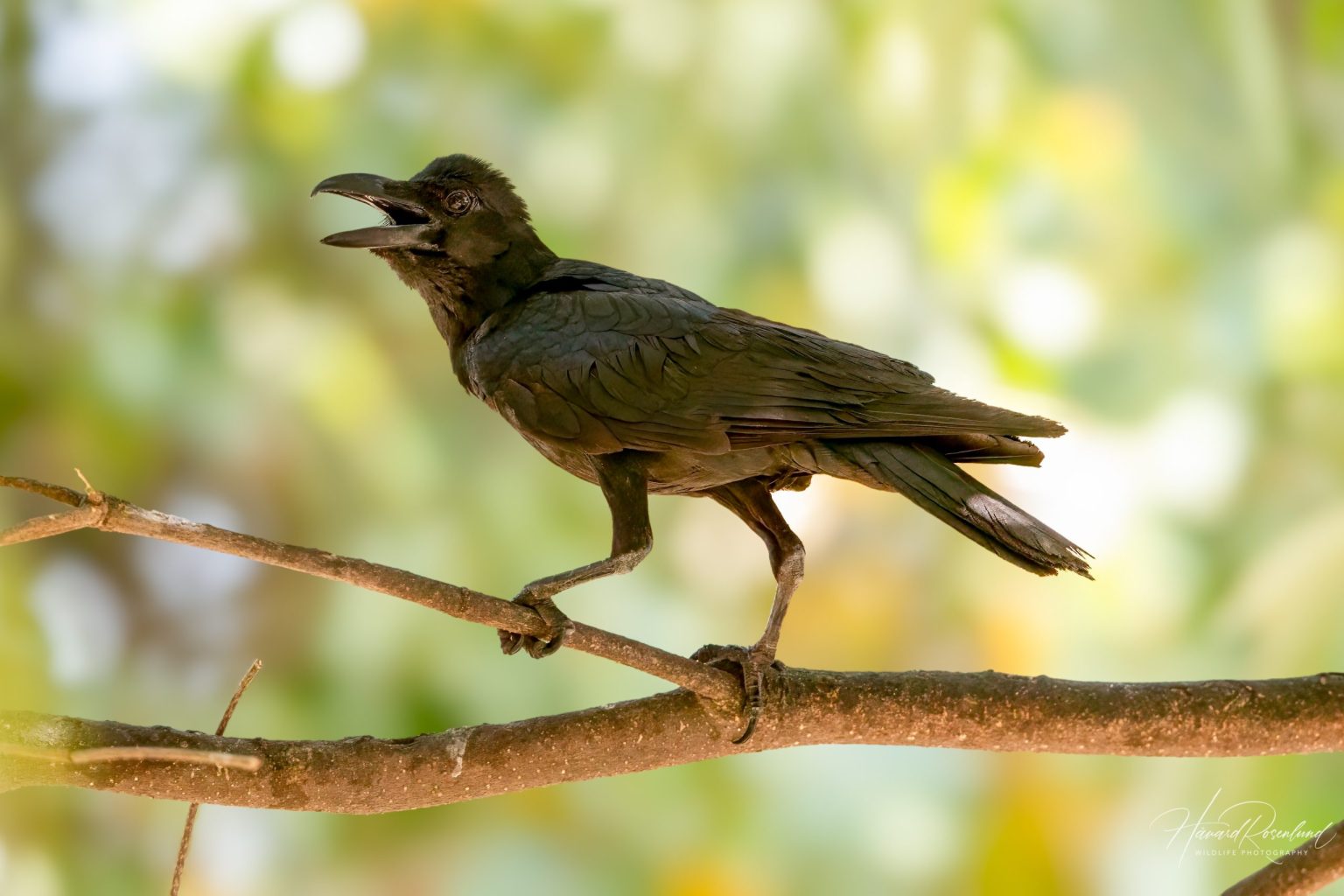 Large-billed Crow (Corvus macrorhynchos) @ Bandhavgarh National Park, India. Photo: Håvard Rosenlund