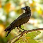 Large-billed Crow (Corvus macrorhynchos) @ Bandhavgarh National Park, India. Photo: Håvard Rosenlund