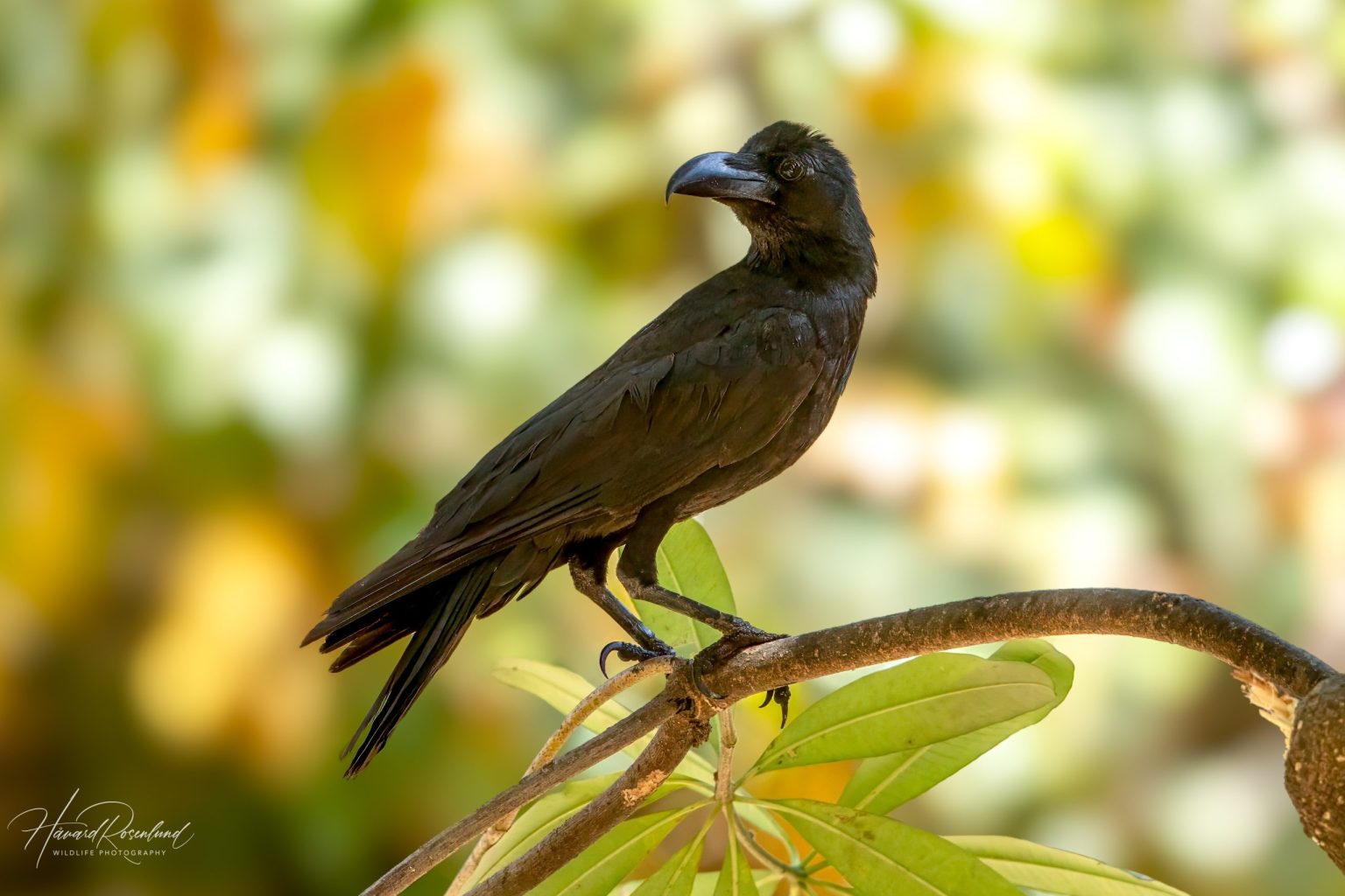 Large-billed Crow (Corvus macrorhynchos) @ Bandhavgarh National Park, India. Photo: Håvard Rosenlund