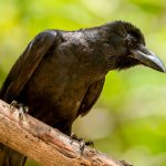 Large-billed Crow (Corvus macrorhynchos) @ Bandhavgarh National Park, India. Photo: Håvard Rosenlund