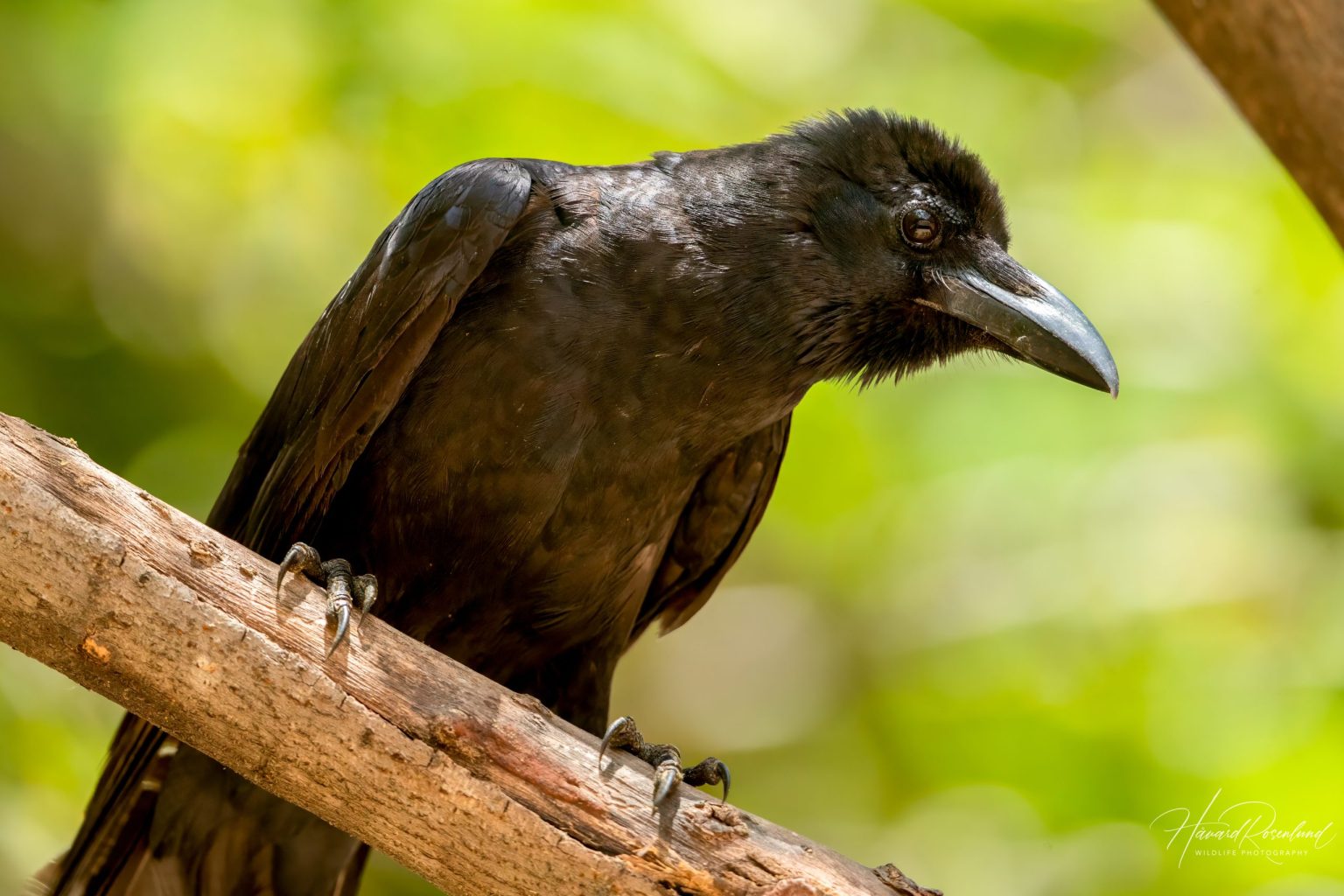 Large-billed Crow (Corvus macrorhynchos) @ Bandhavgarh National Park, India. Photo: Håvard Rosenlund