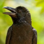 Large-billed Crow (Corvus macrorhynchos) @ Bandhavgarh National Park, India. Photo: Håvard Rosenlund