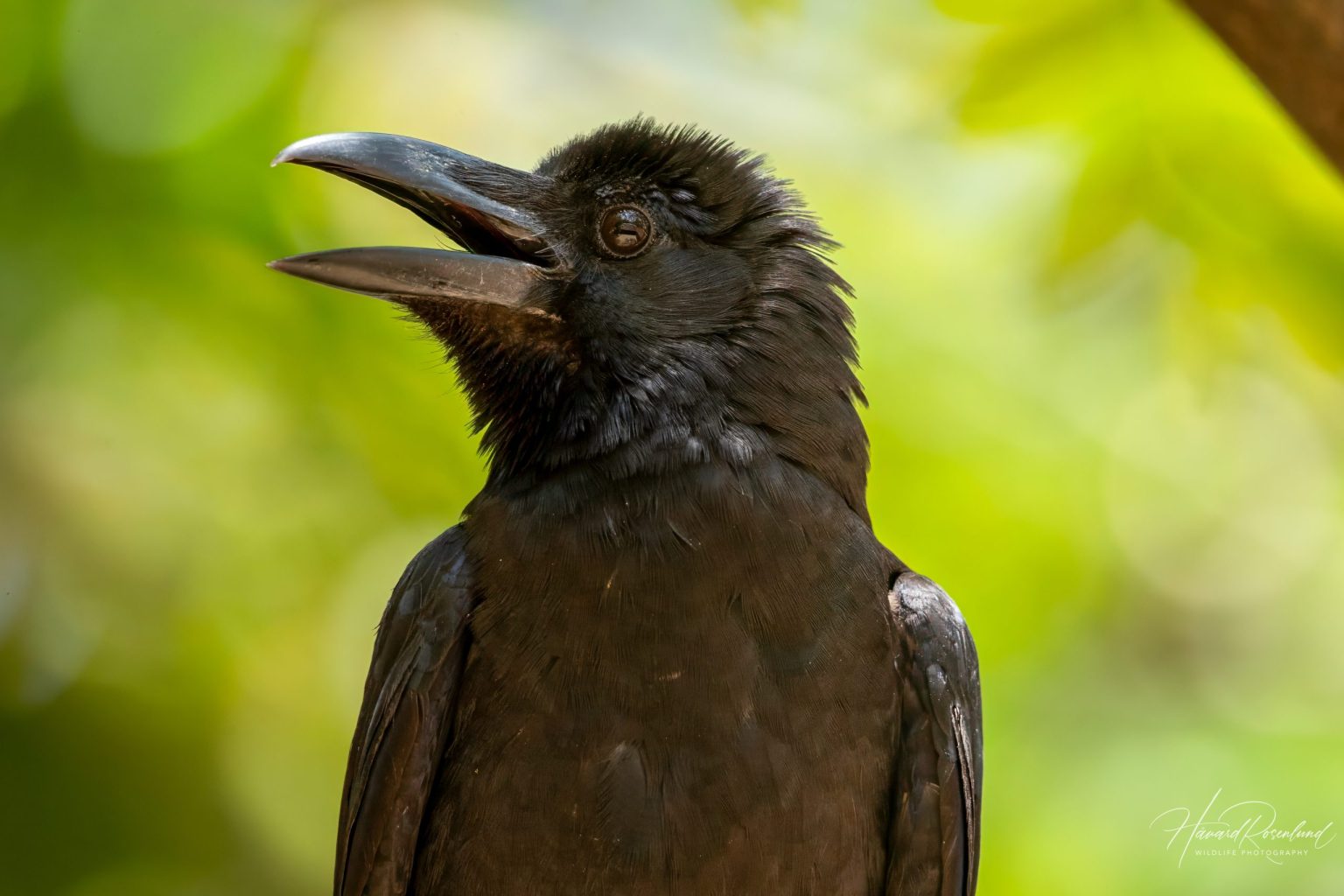 Large-billed Crow (Corvus macrorhynchos) @ Bandhavgarh National Park, India. Photo: Håvard Rosenlund