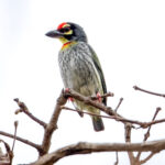 Coppersmith Barbet (Psilopogon haemacephalus) @ Kanha National Park, India. Photo: Håvard Rosenlund
