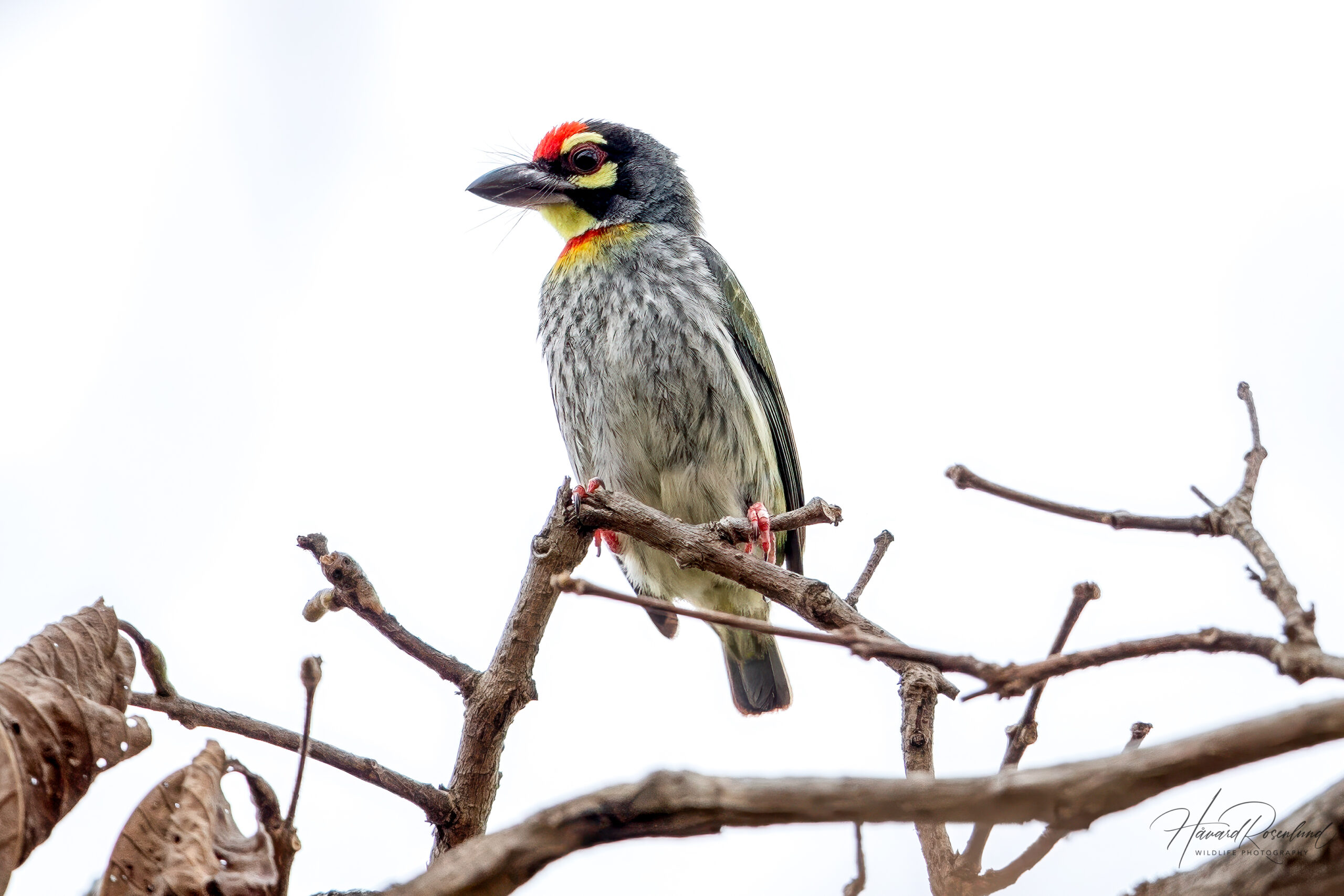 Smedskjeggfugl (Psilopogon haemacephalus) @ Kanha National Park, India. Foto: Håvard Rosenlund