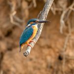 Common Kingfisher (Alcedo atthis) @ Bandhavgarh National Park, India. Photo: Håvard Rosenlund