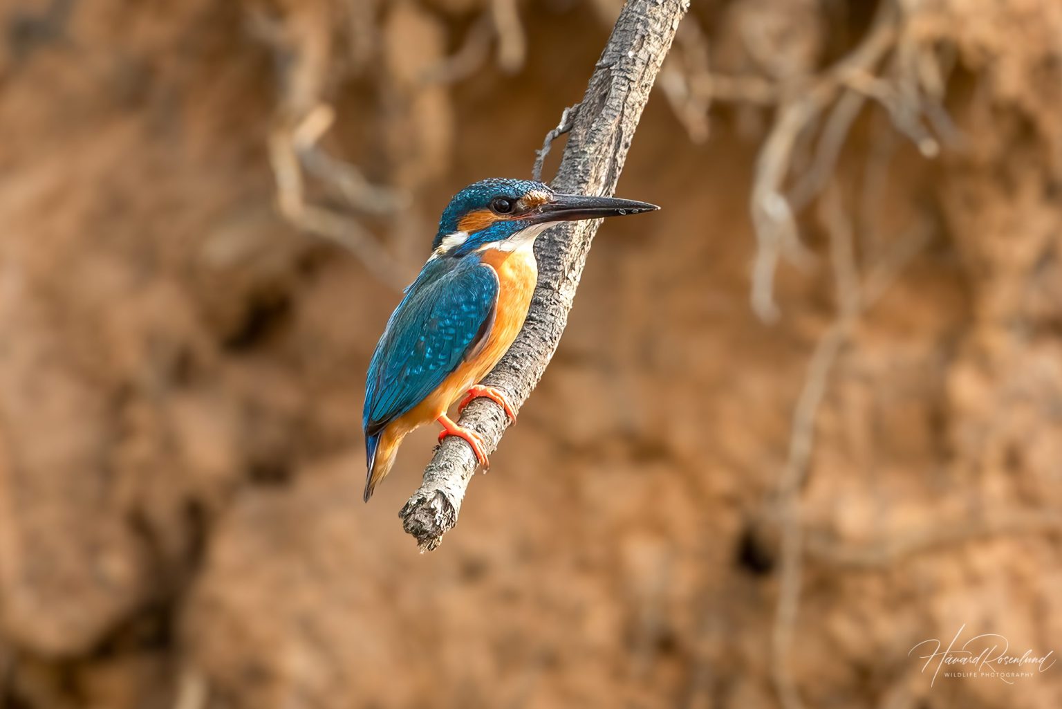 Common Kingfisher (Alcedo atthis) @ Bandhavgarh National Park, India. Photo: Håvard Rosenlund