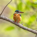 Common Kingfisher (Alcedo atthis) @ Kanha National Park, India. Photo: Håvard Rosenlund