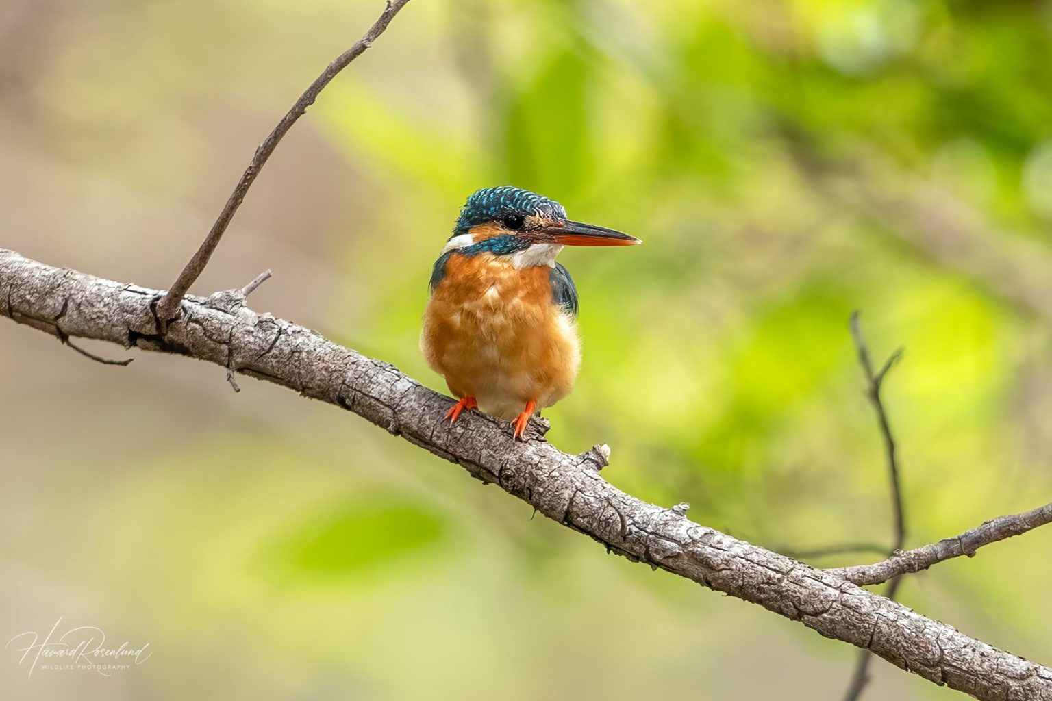 Isfugl (Alcedo atthis) @ Kanha National Park, India. Foto: Håvard Rosenlund