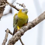 Yellow-footed Green-Pigeon (Treron phoenicopterus) @ Kanha National Park, India. Photo: Håvard Rosenlund