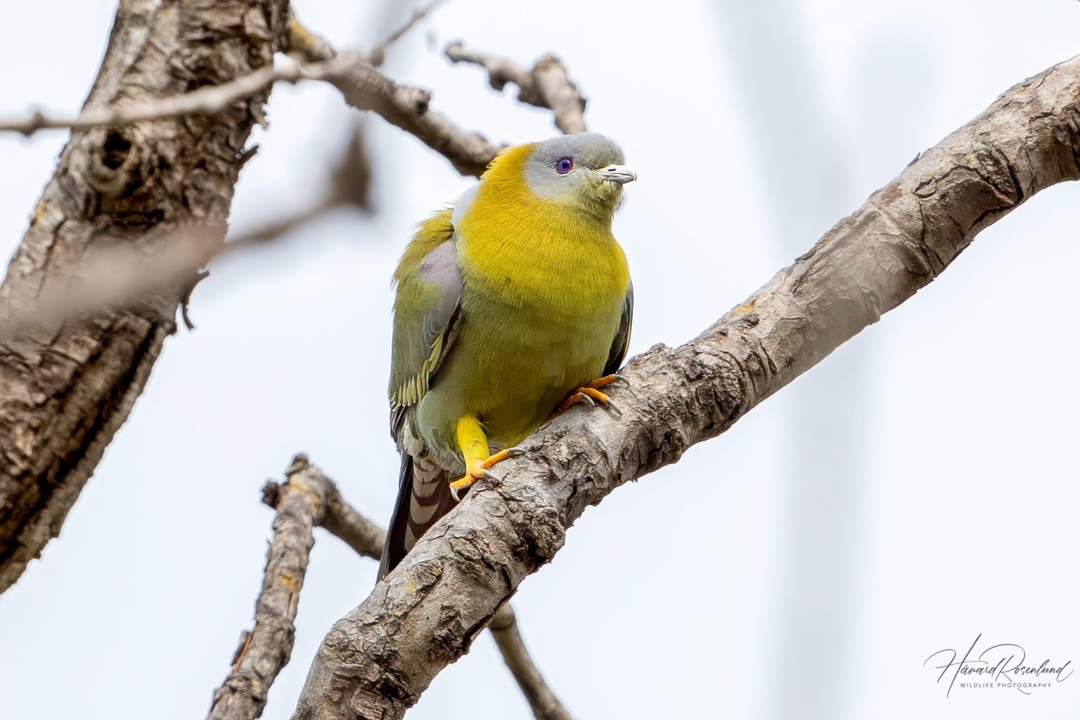 Yellow-footed Green-Pigeon (Treron phoenicopterus) @ Kanha National Park, India. Photo: Håvard Rosenlund