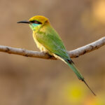 Asian Green Bee-eater (Merops orientalis) @ Bandhavgarh National Park, India. Photo: Håvard Rosenlund