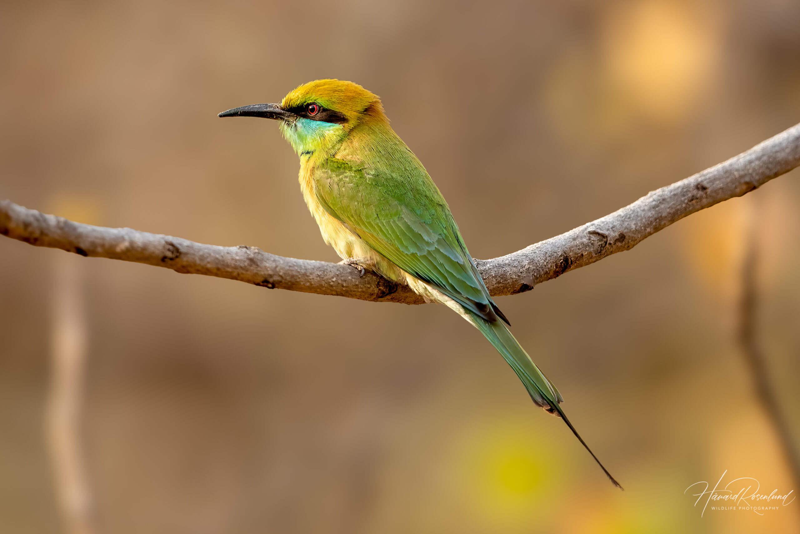 Beryllbieter (Merops orientalis) @ Bandhavgarh National Park, India. Foto: Håvard Rosenlund
