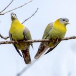 Yellow-footed Green-Pigeon (Treron phoenicopterus) @ Kanha National Park, India. Photo: Håvard Rosenlund