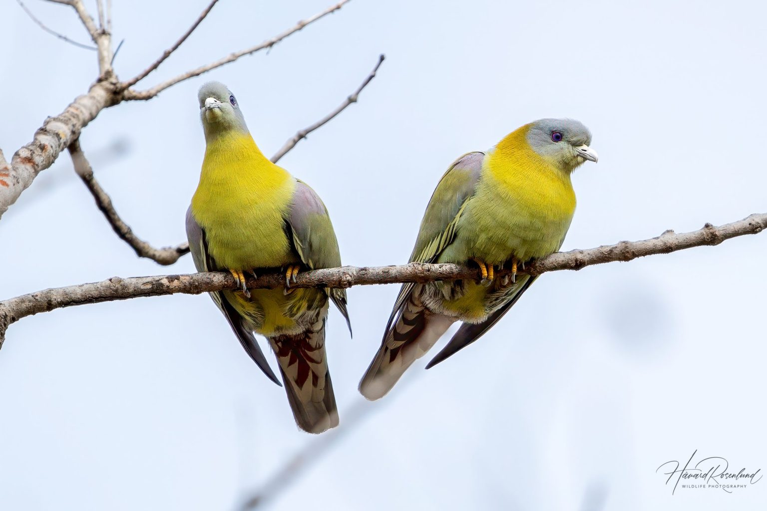 Yellow-footed Green-Pigeon (Treron phoenicopterus) @ Kanha National Park, India. Photo: Håvard Rosenlund