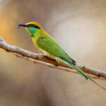 Asian Green Bee-eater (Merops orientalis) @ Bandhavgarh National Park, India. Photo: Håvard Rosenlund