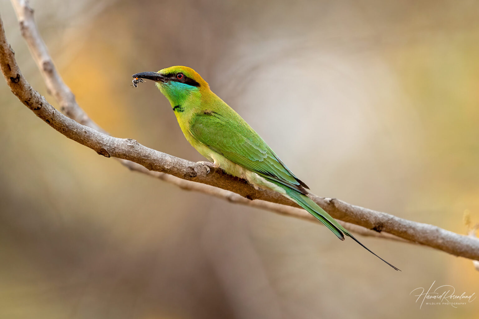 Asian Green Bee-eater (Merops orientalis) @ Bandhavgarh National Park, India. Photo: Håvard Rosenlund