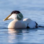 Common Eider (Somateria mollissima) - Male @ Fornebu, Norway. Photo: Håvard Rosenlund