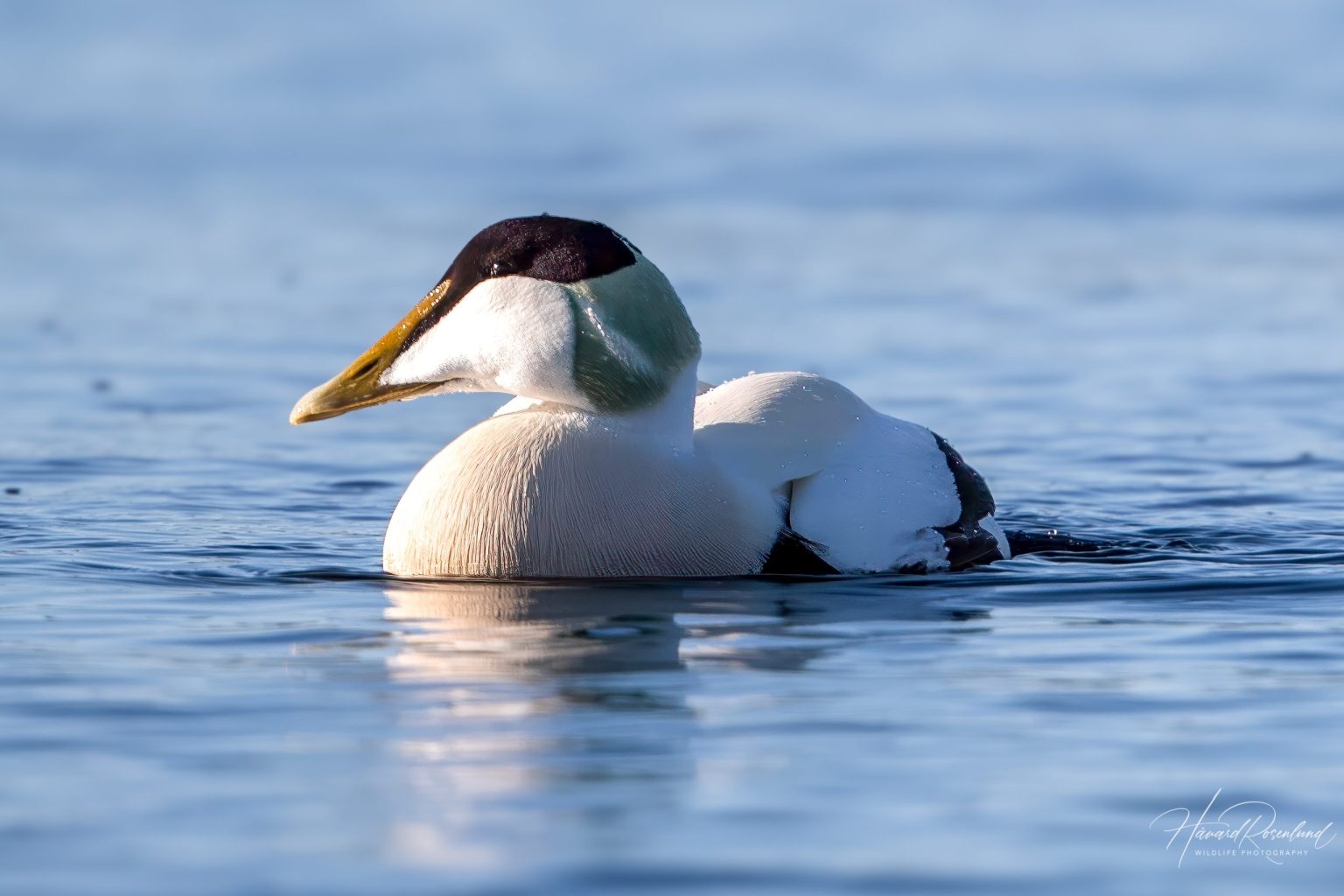 Common Eider (Somateria mollissima) - Male @ Fornebu, Norway. Photo: Håvard Rosenlund