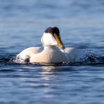 Common Eider (Somateria mollissima) - Male @ Fornebu, Norway. Photo: Håvard Rosenlund