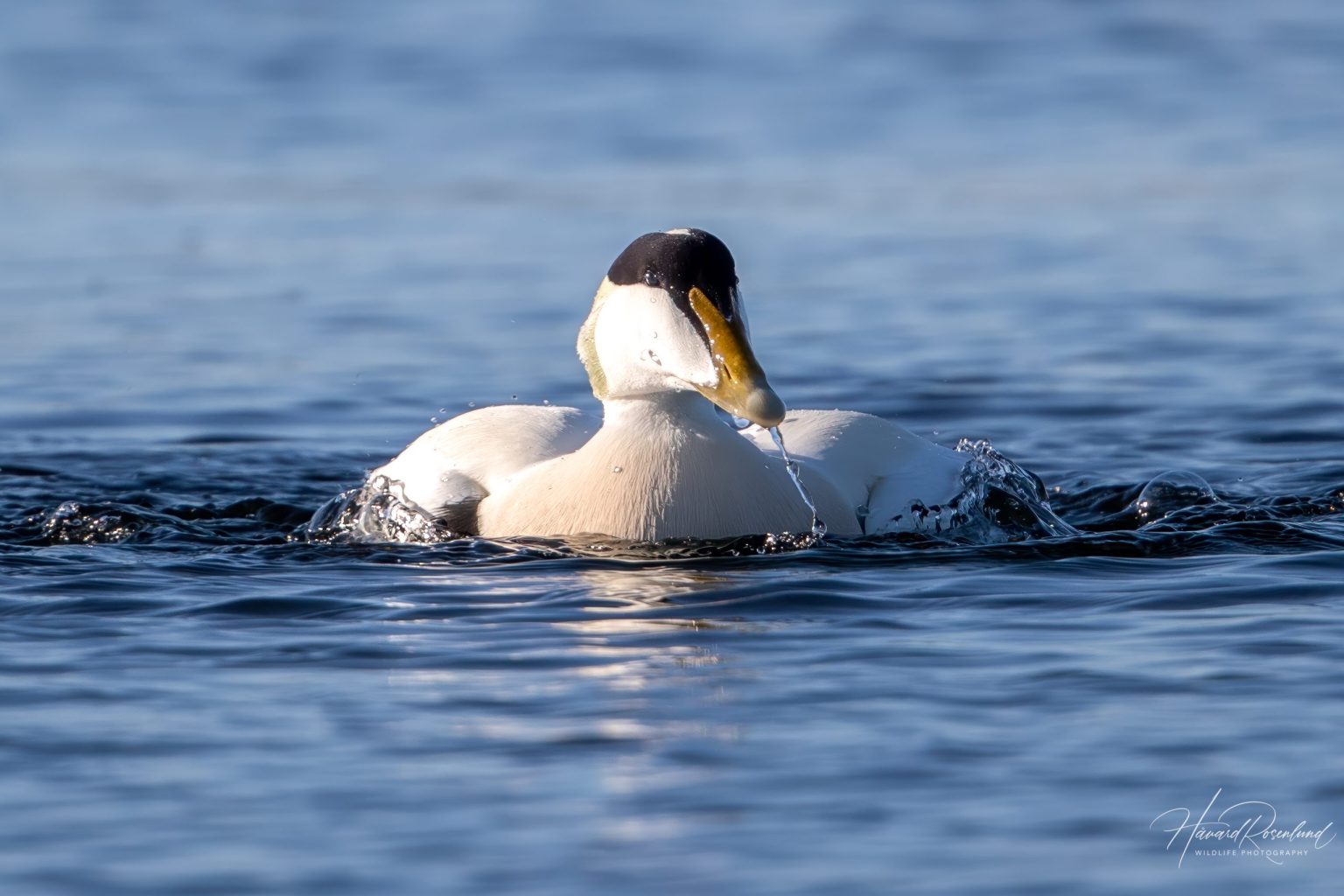 Common Eider (Somateria mollissima) - Male @ Fornebu, Norway. Photo: Håvard Rosenlund