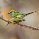 Asian Green Bee-eater (Merops orientalis) @ Bandhavgarh National Park, India. Photo: Håvard Rosenlund