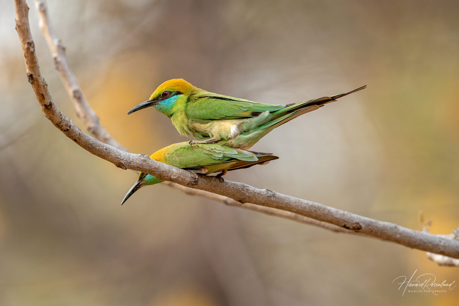Asian Green Bee-eater (Merops orientalis) @ Bandhavgarh National Park, India. Photo: Håvard Rosenlund