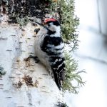 Lesser Spotted Woodpecker (Dryobates minor) - Male @ Nordre Øyeren Nature Reserve, Norway. Photo: Håvard Rosenlund