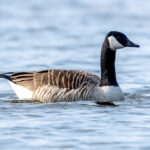 Canada Goose (Branta canadensis) @ Nordre Øyeren Nature Reserve, Norway. Photo: Håvard Rosenlund