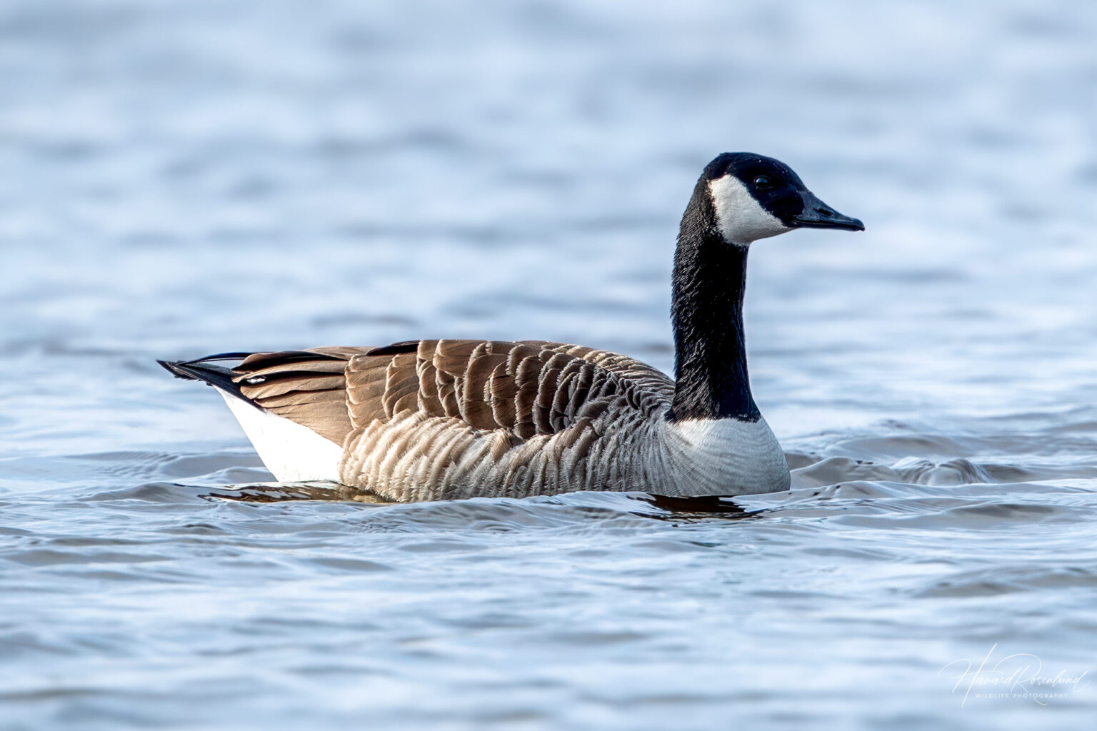 Canada Goose (Branta canadensis) @ Nordre Øyeren Nature Reserve, Norway. Photo: Håvard Rosenlund