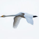 Whooper Swan (Cygnus cygnus) @ Nordre Øyeren Nature Reserve, Norway. Photo: Håvard Rosenlund