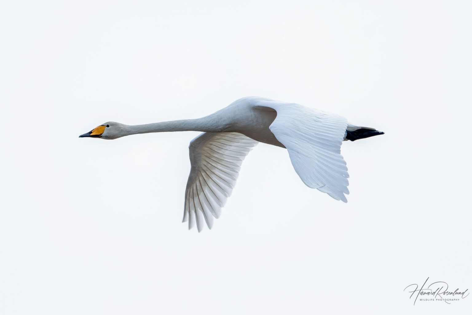 Whooper Swan (Cygnus cygnus) @ Nordre Øyeren Nature Reserve, Norway. Photo: Håvard Rosenlund