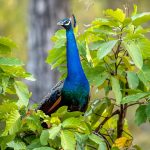 Indian Peafowl (Pavo cristatus) @ Bandhavgarh National Park, India. Photo: Håvard Rosenlund