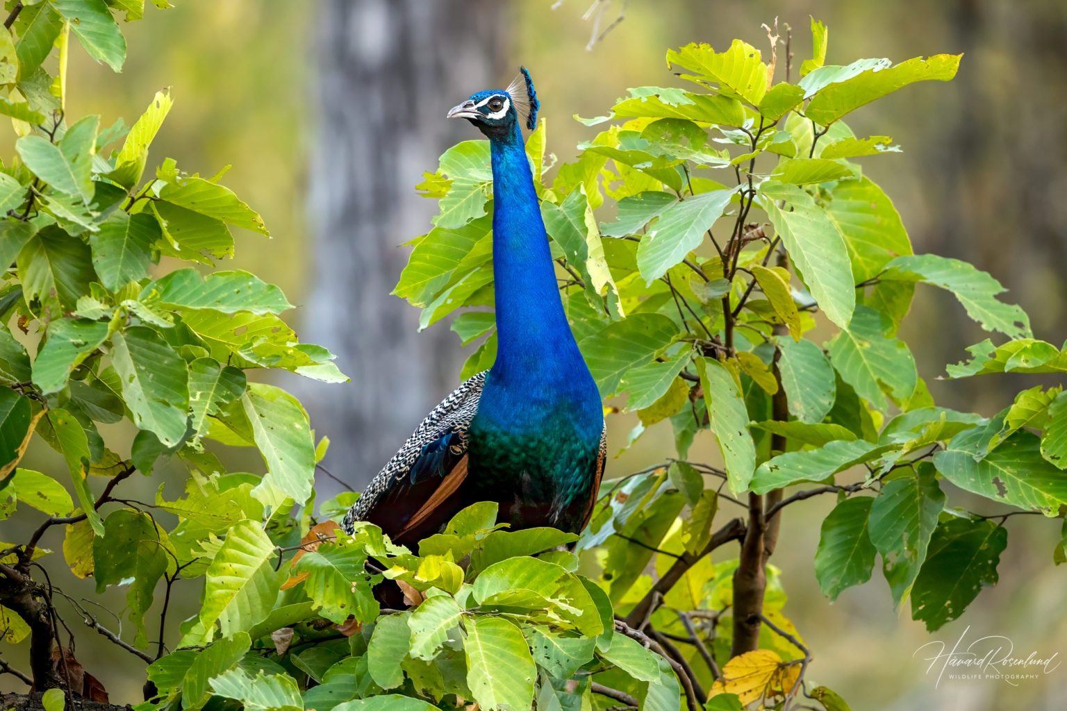 Indian Peafowl (Pavo cristatus) @ Bandhavgarh National Park, India. Photo: Håvard Rosenlund