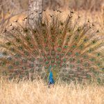 Indian Peafowl (Pavo cristatus) @ Bandhavgarh National Park, India. Photo: Håvard Rosenlund