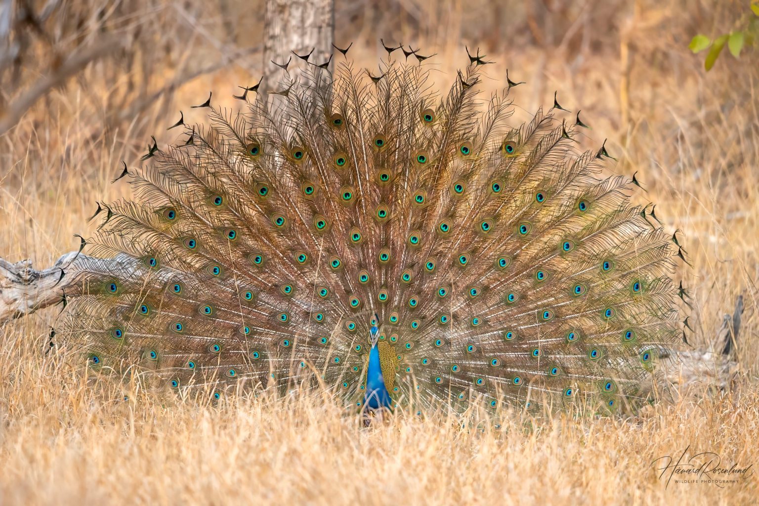 Indian Peafowl (Pavo cristatus) @ Bandhavgarh National Park, India. Photo: Håvard Rosenlund