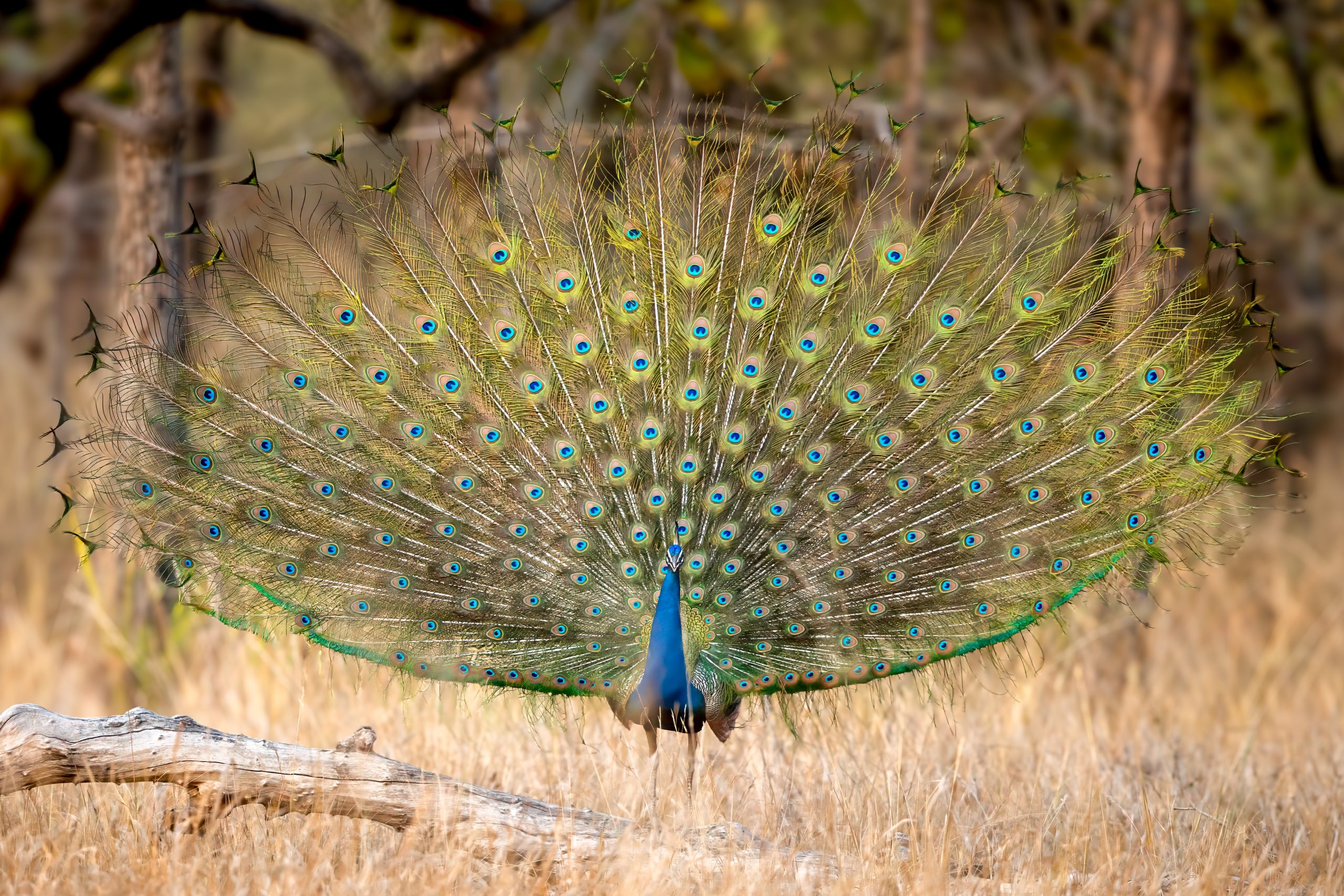 Indiapåfugl (Pavo cristatus) @ Bandhavgarh National Park, India. Foto: Håvard Rosenlund