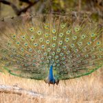 Indian Peafowl (Pavo cristatus) @ Bandhavgarh National Park, India. Photo: Håvard Rosenlund