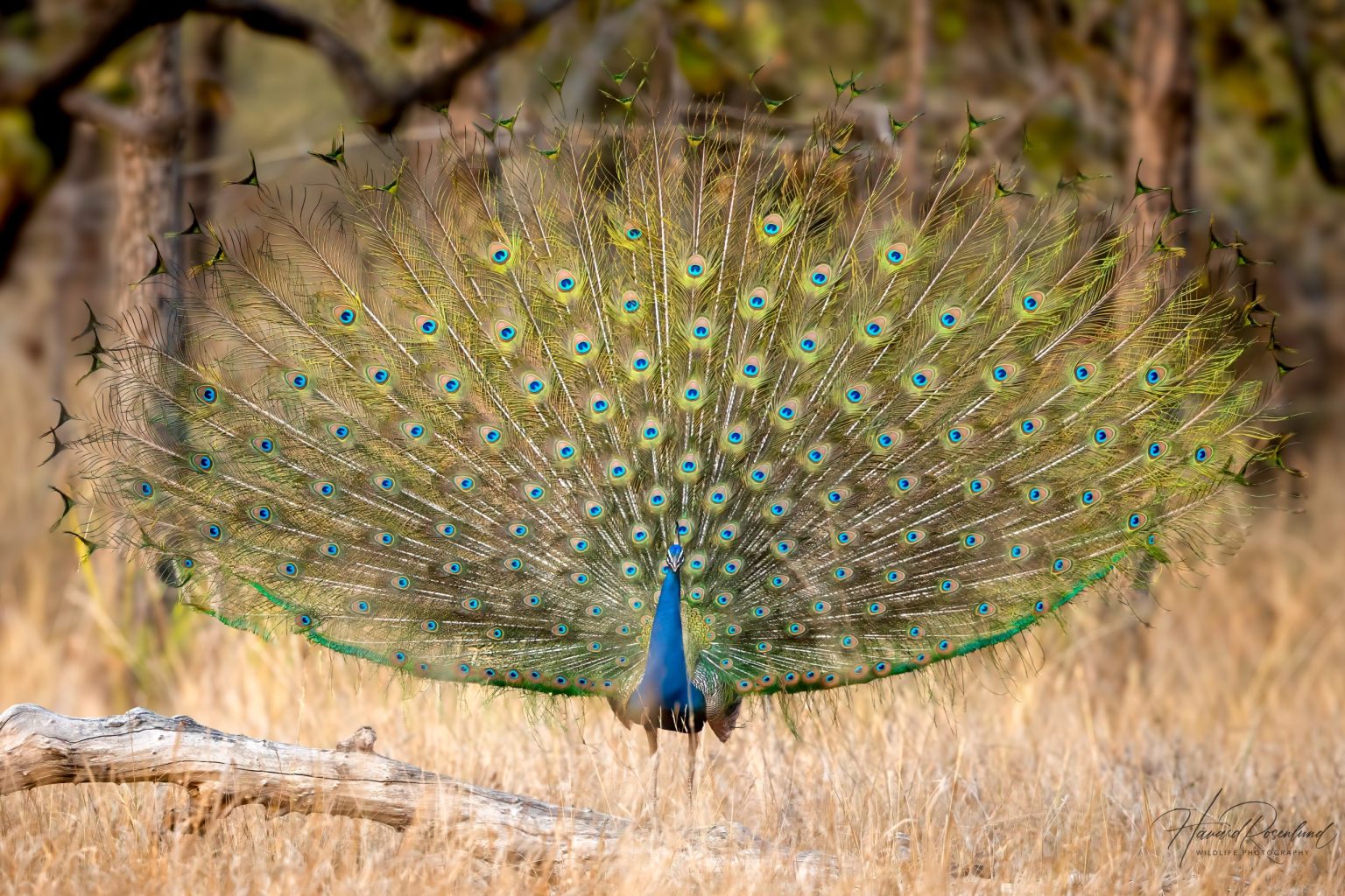 Indiapåfugl (Pavo cristatus) @ Bandhavgarh National Park, India. Foto: Håvard Rosenlund