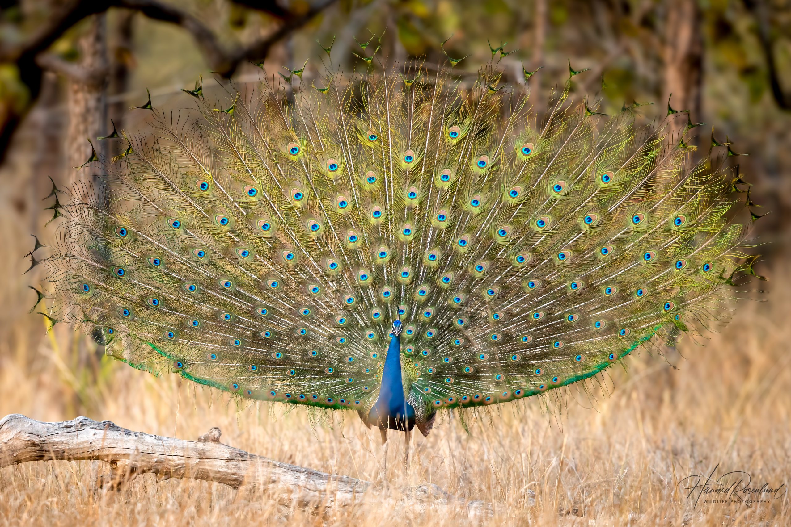 Indiapåfugl (Pavo cristatus) @ Bandhavgarh National Park, India. Foto: Håvard Rosenlund