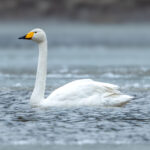 Whooper Swan (Cygnus cygnus) @ Nordre Øyeren Nature Reserve, Norway. Photo: Håvard Rosenlund