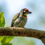 Coppersmith Barbet (Psilopogon haemacephalus) @ Kanha National Park, India. Photo: Håvard Rosenlund