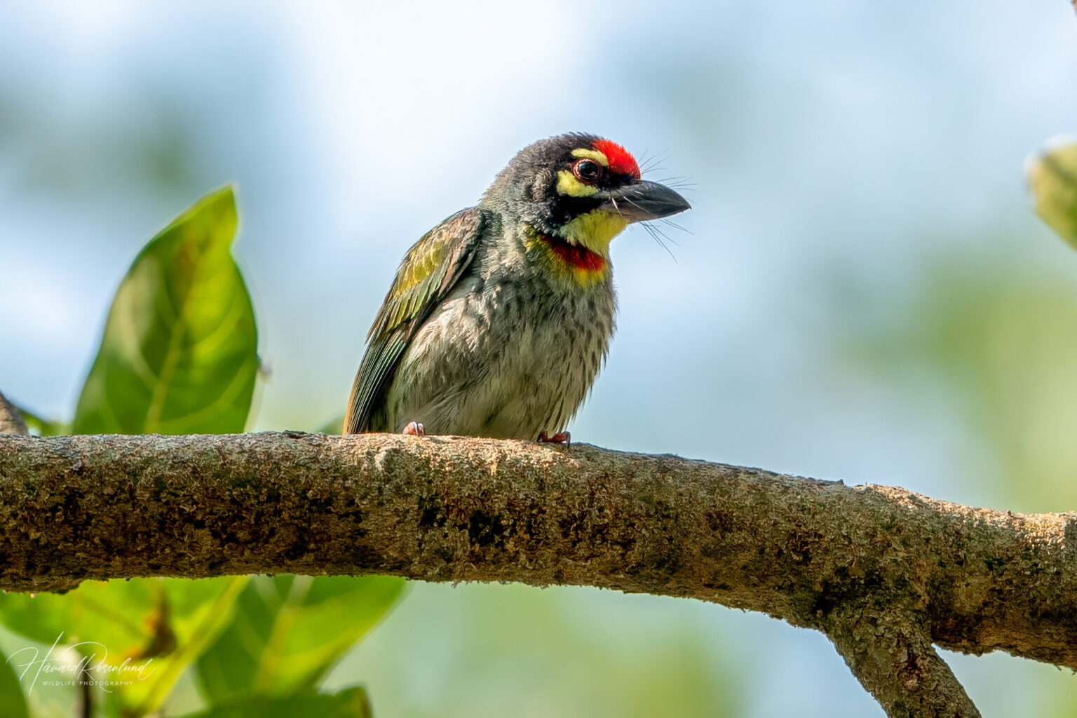 Coppersmith Barbet (Psilopogon haemacephalus) @ Kanha National Park, India. Photo: Håvard Rosenlund