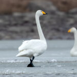 Whooper Swan (Cygnus cygnus) @ Nordre Øyeren Nature Reserve, Norway. Photo: Håvard Rosenlund