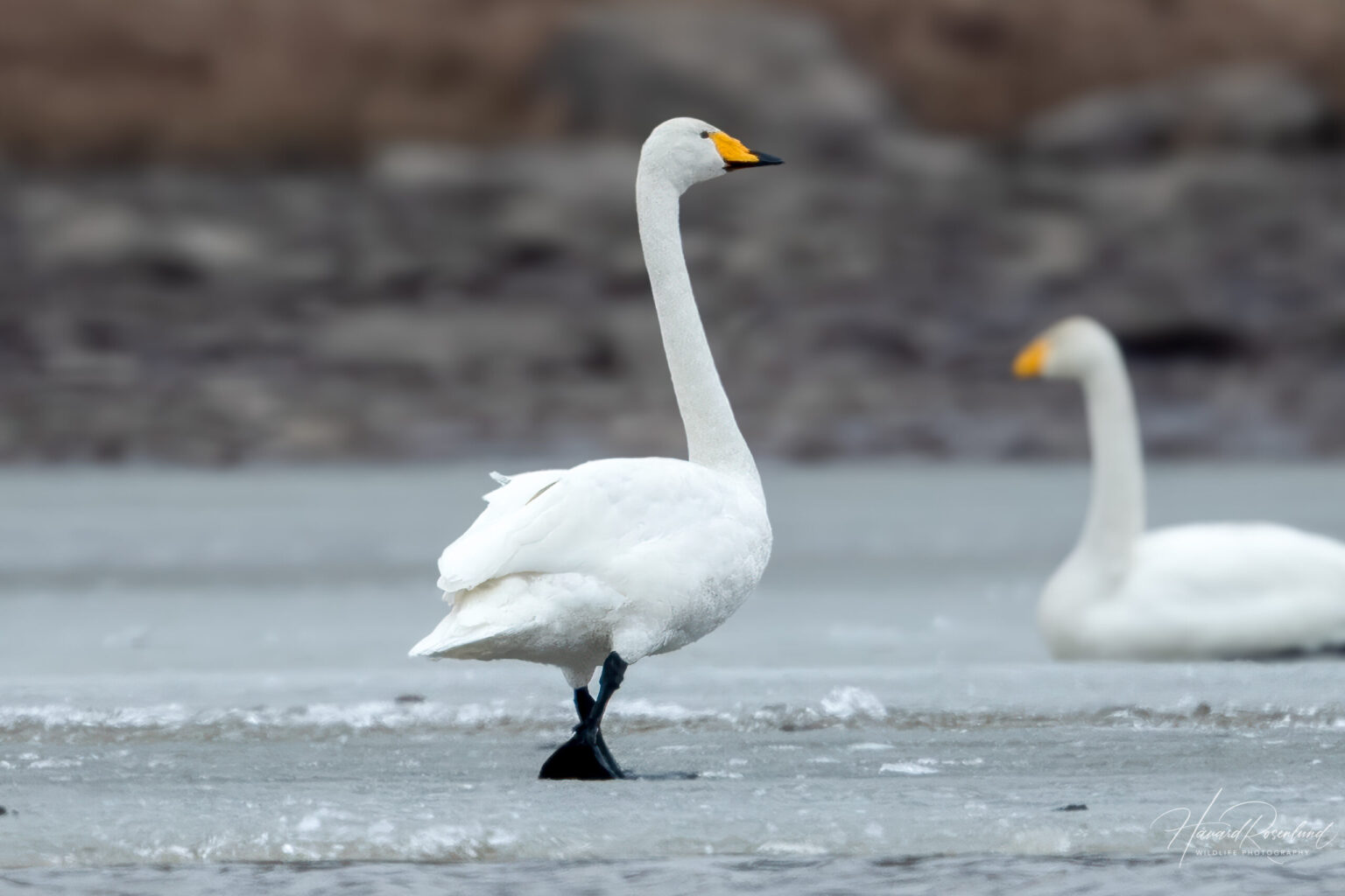 Whooper Swan (Cygnus cygnus) @ Nordre Øyeren Nature Reserve, Norway. Photo: Håvard Rosenlund